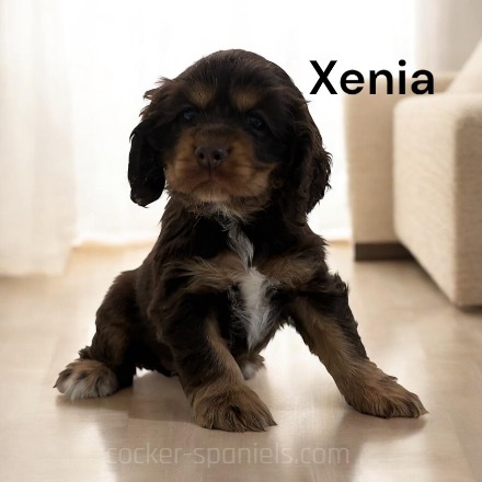 puppy, for, sale, Cocker Spaniel, Joe & Cherri  Overlease, dog, breeder, Miller, MO, dog-breeder, puppy-for-sale, forsale, nearby, find, puppyfind, locator, puppylocator, aca